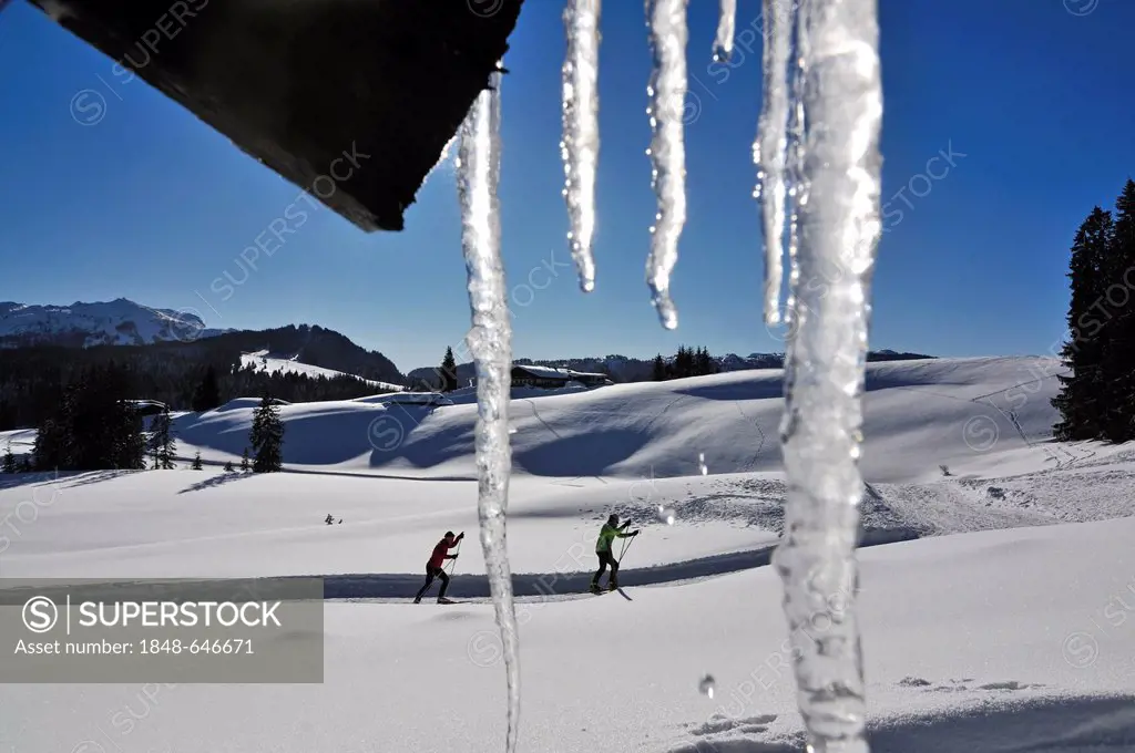 Cross-country skiers, Reit im Winkl, Chiemgau region, Bavaria, Germany, Europe