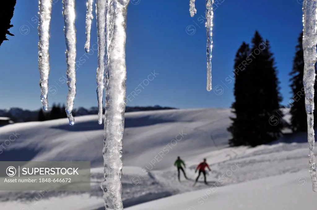 Cross-country skiers, Reit im Winkl, Chiemgau region, Bavaria, Germany, Europe