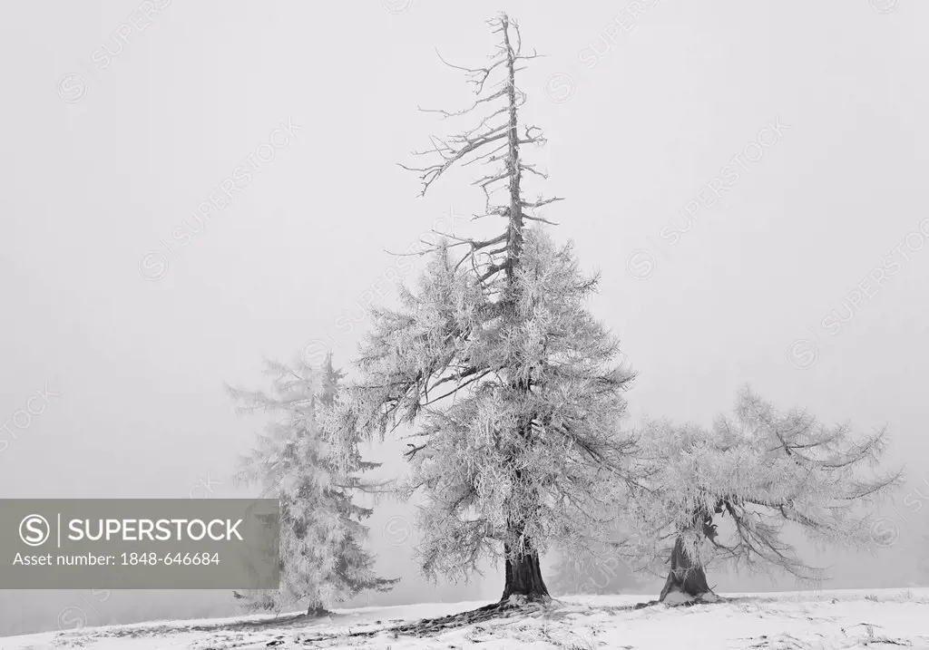 Old larch trees (Larix) in winter, Weiz, Almenland region, Sommeralm alp, Teichalm alp, Styria, Austria, Europe