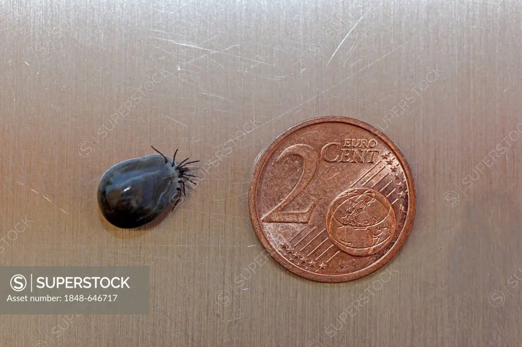 Castor Bean Tick (Ixodes ricinus), engorged, size comparison with a 2 cent euro coin, Baden-Wuerttemberg, Germany, Europe