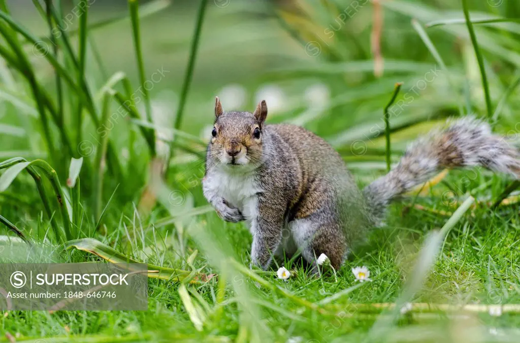 Grey or Gray Squirrel (Sciurus carolinensis), in the grass, St James's Park, London, South England, England, United Kingdom, Europe