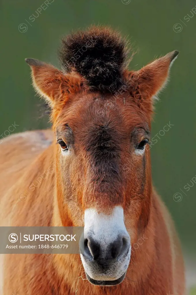 Przewalski's Wild Horse, Prezwalski Horse or Mongolian Wild Horse (Equus ferus przewalskii, Equus przewalskii, Equus caballus przewalskii), occurrence...
