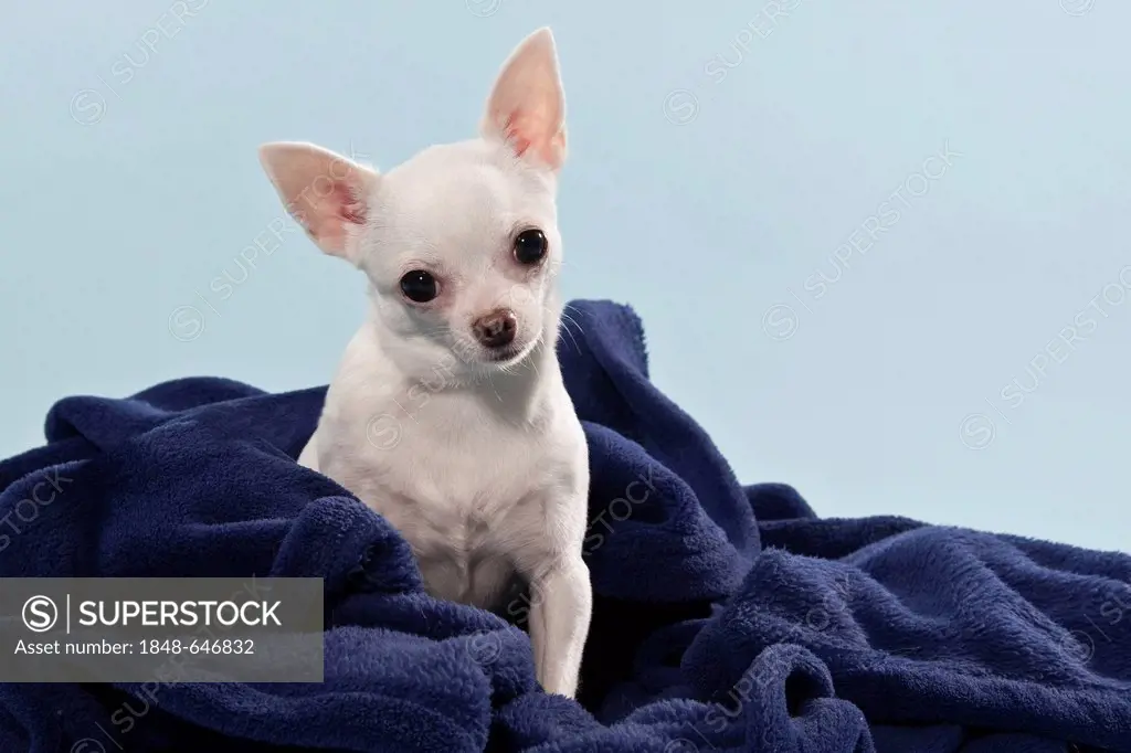 Chihuahua wrapped in a blanket