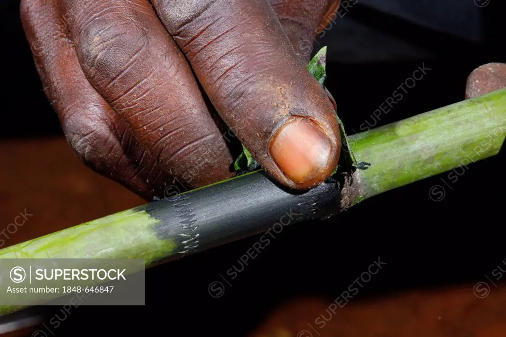 Production of a bamboo pipe, Bafut, Cameroon, Africa
