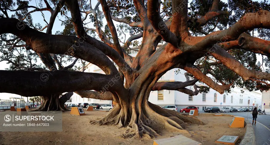 Arbol del Mora, two giant Moreton Bay Fig Trees (Ficus macrophylla) planted at around 1900, Cadiz, Spain, Europe