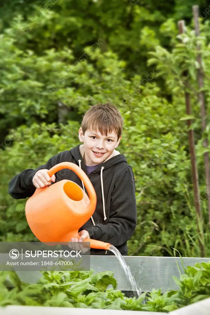 Boy with a watering can, elevated spinach bed