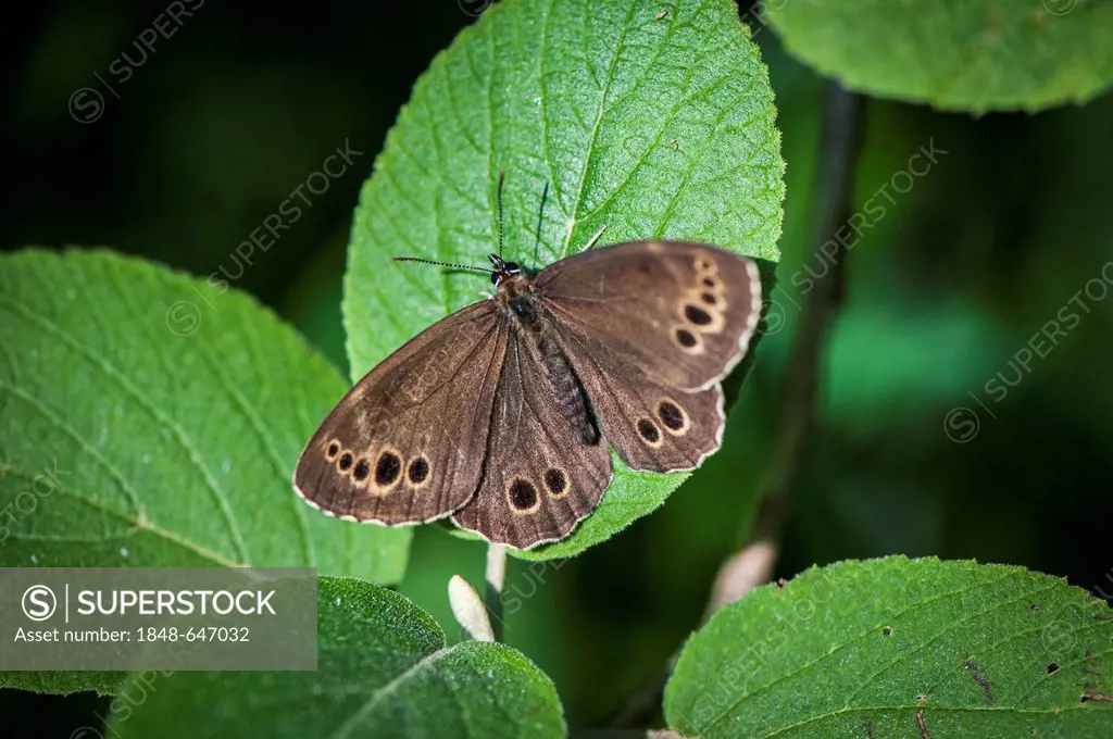 Woodland Brown (Lopinga achine), butterfly, Augsburg's urban forest, Swabia, Bavaria, Germany, Europe