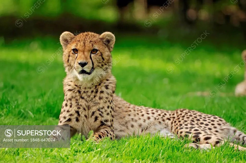 Cheetah (Acinonyx jubatus), immature, from Africa, captive, Germany, Europe