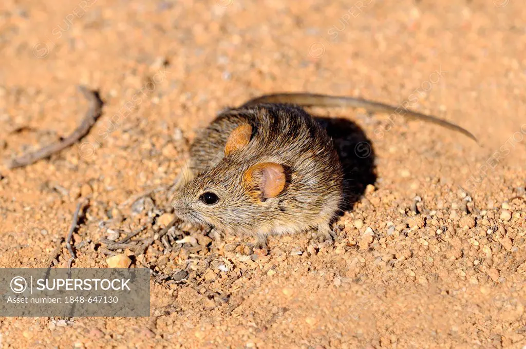 African Four-Striped Grass Mouse (Rhabdomys pumilio), Goegap Nature Reserve, Namaqualand, South Africa, Africa