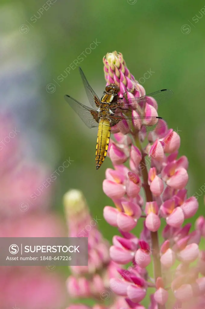 Lupin (Lupinus sp.) with a Four-Spotted Chaser (Libellula quadrimaculata), St. Peter Ording, Schleswig-Holstein, Germany, Europe