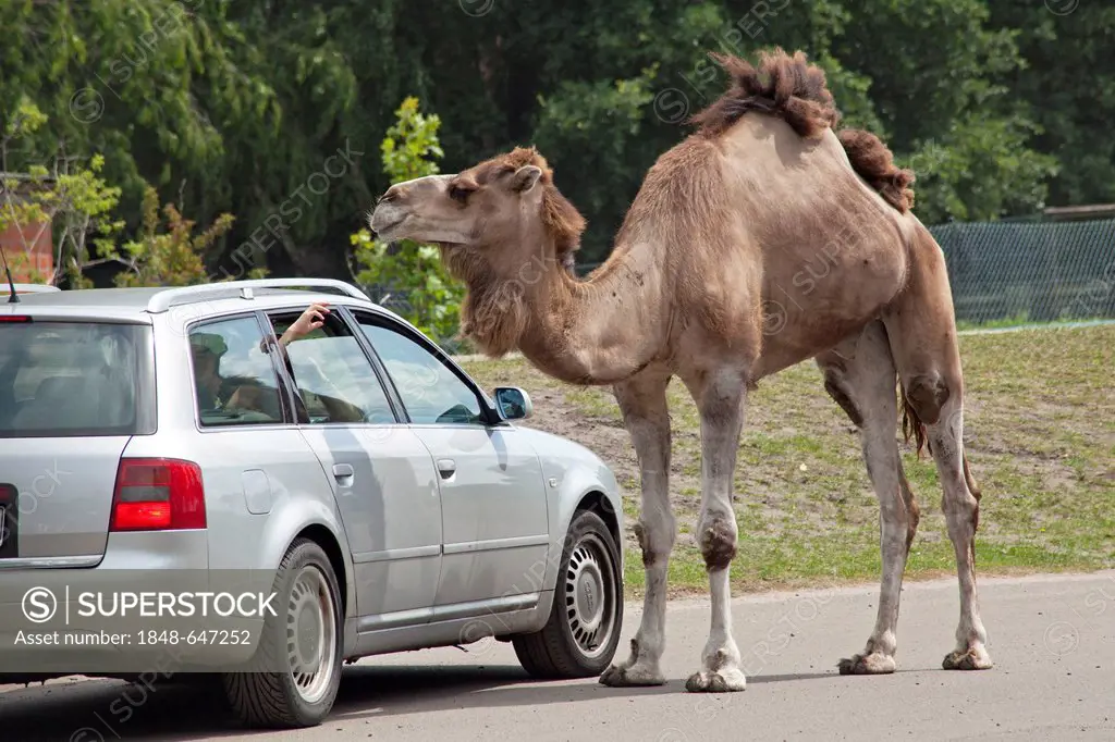 Bactrian Camel (Camelus bactrianus), with a car, Serengeti Park, Hodenhagen, Lower Saxony, Germany, Europe