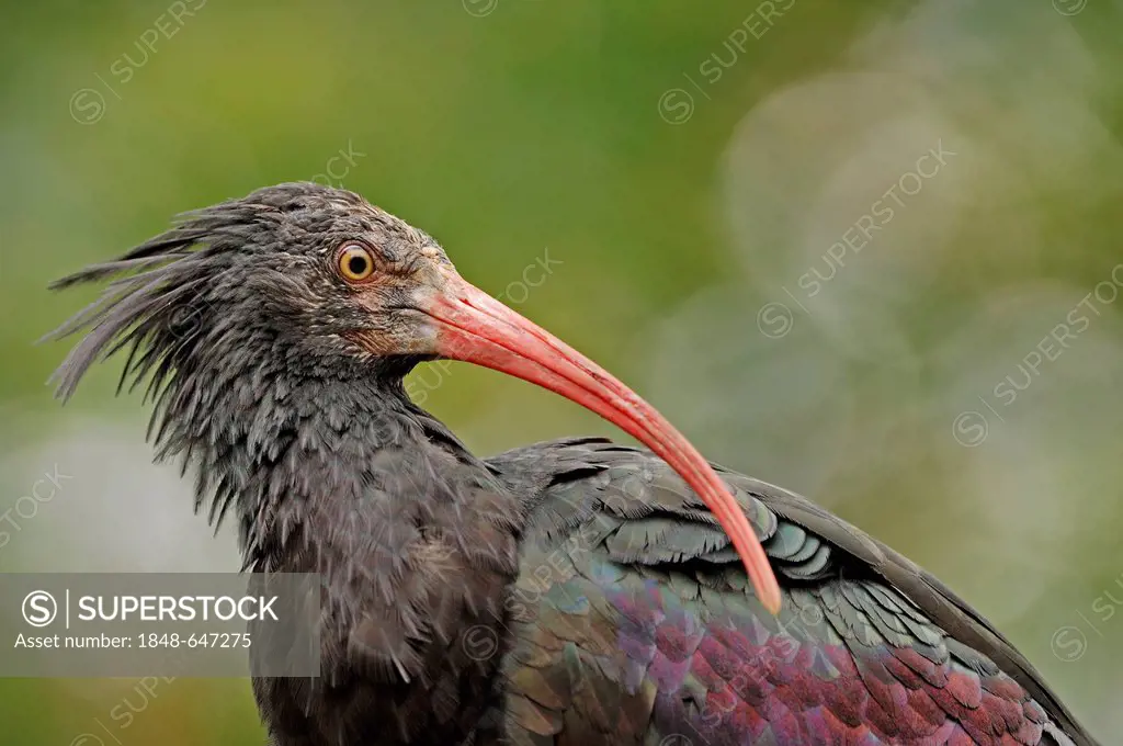 Northern bald ibis, hermit ibis (Geronticus eremita), portrait, captive, Germany, Europe