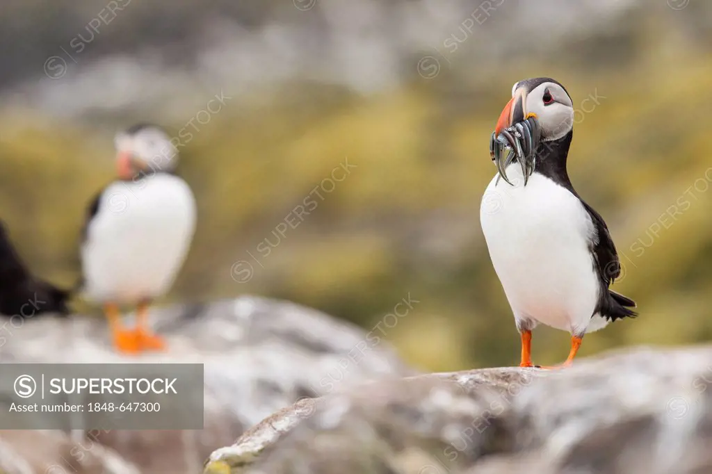 Atlantic puffins (Fratercula arctica), Farne Islands, Northumberland, England, United Kingdom, Europe