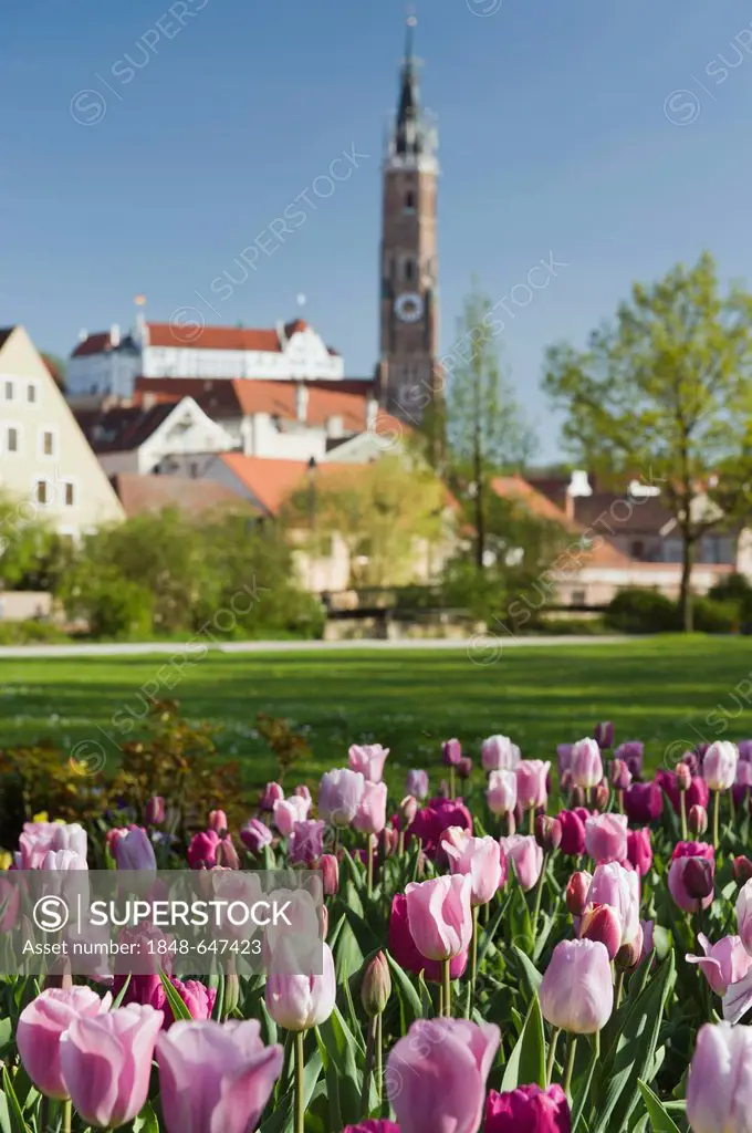 Tulips, Martinskirche, St. Martin's Church and Burg Trausnitz Castle, Landshut, Bavaria, Germany, Europe