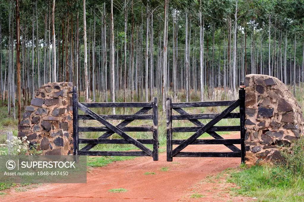 Gates of a gum tree plantation, Alto Parana, Paraguay, South America