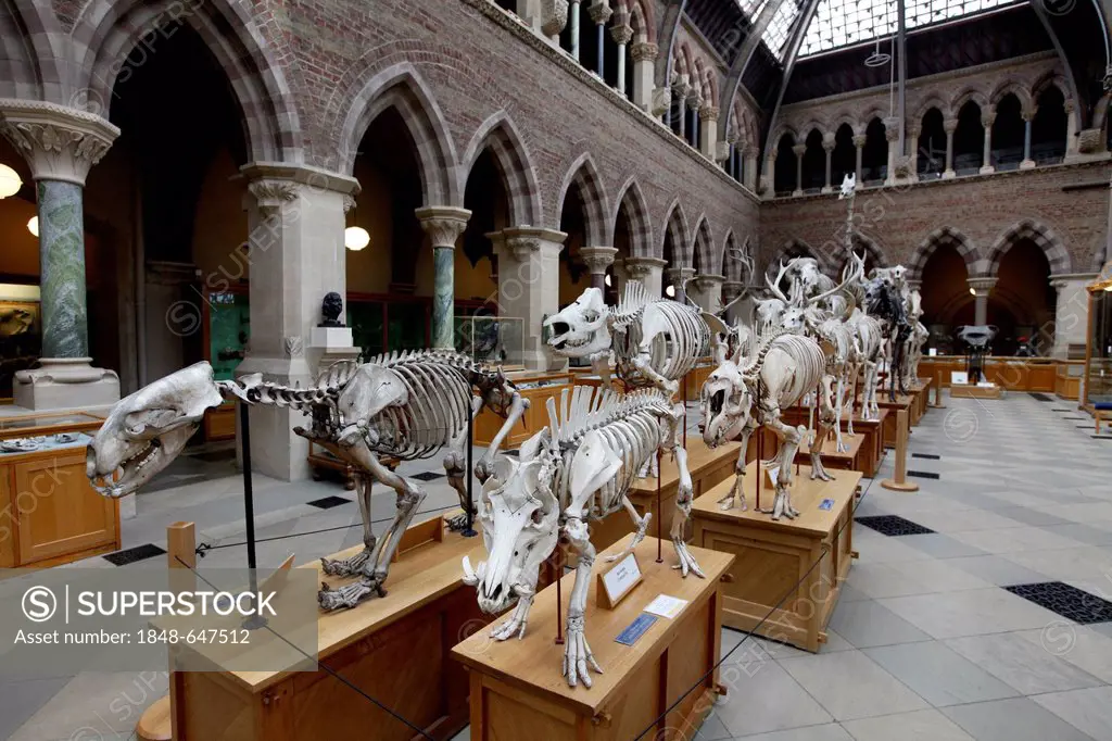 Oxford University Museum of Natural History, University of Oxford, Oxford, Oxfordshire, England, United Kingdom, Europe