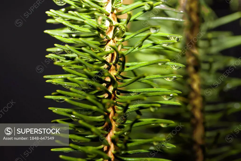 Needles of a Cranston spruce (Picea excelsa Cranstonii)