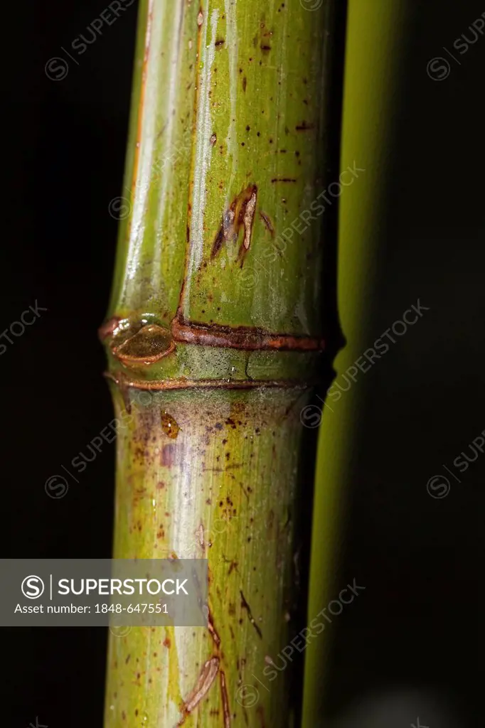 Japanese arrow bamboo (Pseudosasa japonica)