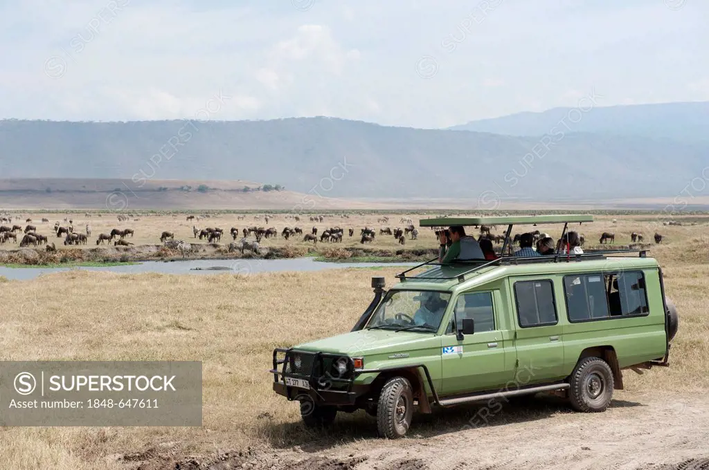 Safari, tourism, tourists observing herds of zebra from a Toyota Land Cruiser, Burchell's Zebra (Equus quagga) and Blue Wildebeest (Connochaetes tauri...