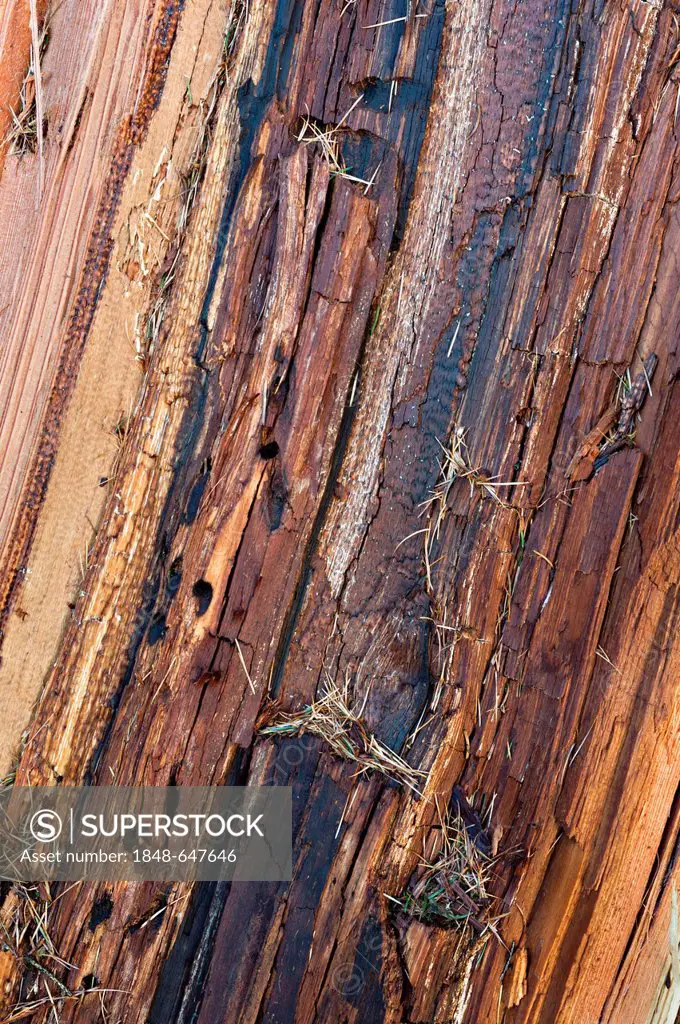 European Larch (Larix decidua), wood structure, Schwaz, Tyrol, Austria, Europe