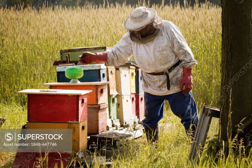 Beekeeper installing a feeder