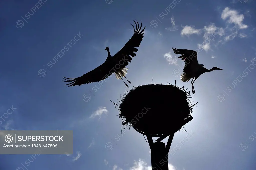 White Storks (Ciconia ciconia), pair leaving the nest, Kuhlrade, Mecklenburg-Western Pomerania, Germany, Europe