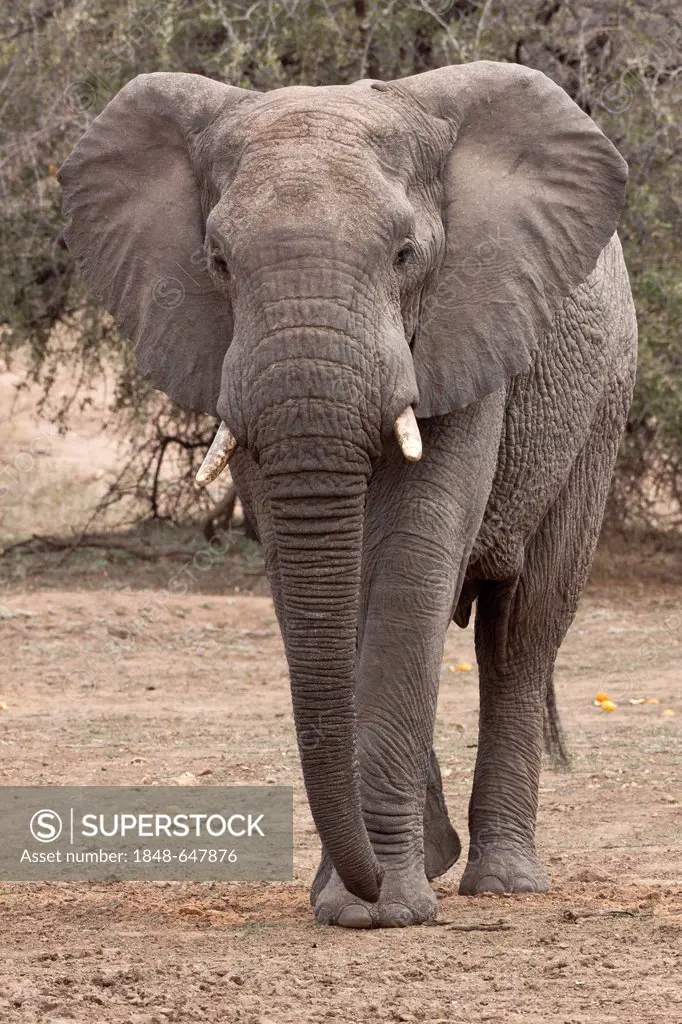 Elephant (Loxodonta africana), Tshukudu Game Lodge, Hoedspruit, Greater Kruger National Park, Limpopo Province, South Africa