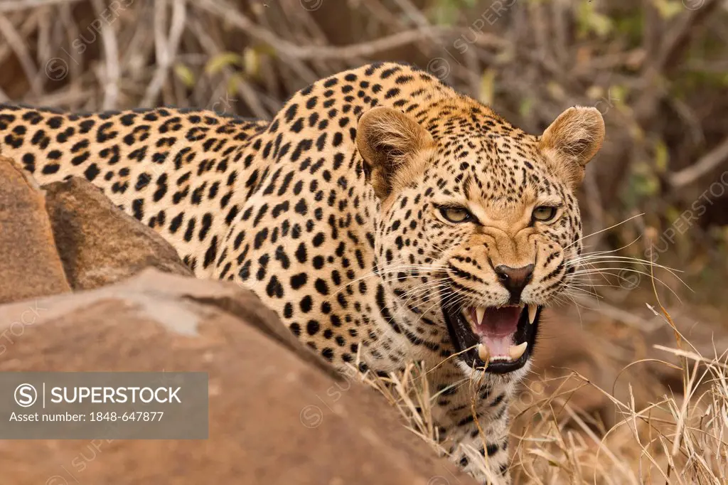 Leopard (Panthera pardus) behind a rock, hissing, Tshukudu Game Lodge, Hoedspruit, Greater Kruger National Park, Limpopo Province, South Africa