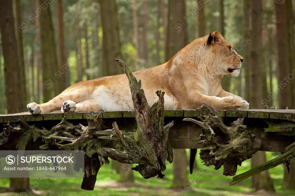 Lioness (Panthera leo), Serengeti Park zoo and leisure park, Hodenhagen, Lower Saxony, Germany, Europe
