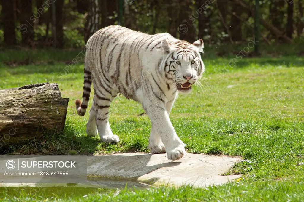 White Bengal tiger (Panthera tigris tigris), Serengeti Park zoo and leisure park, Hodenhagen, Lower Saxony, Germany, Europe