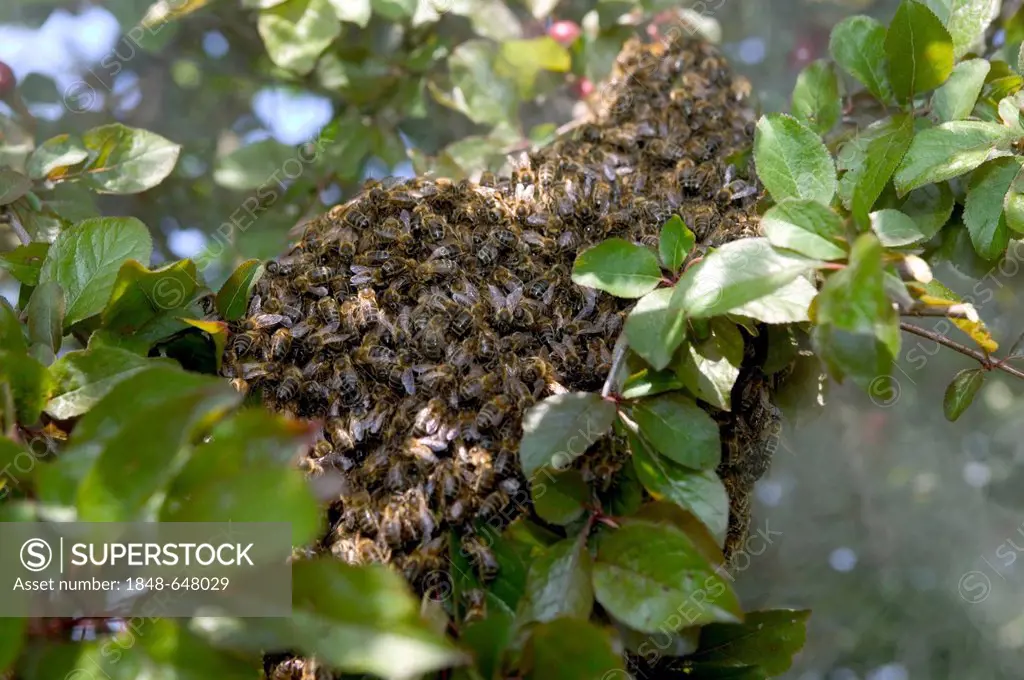 Swarm of Honey bees (Apis mellifera), France, Europe