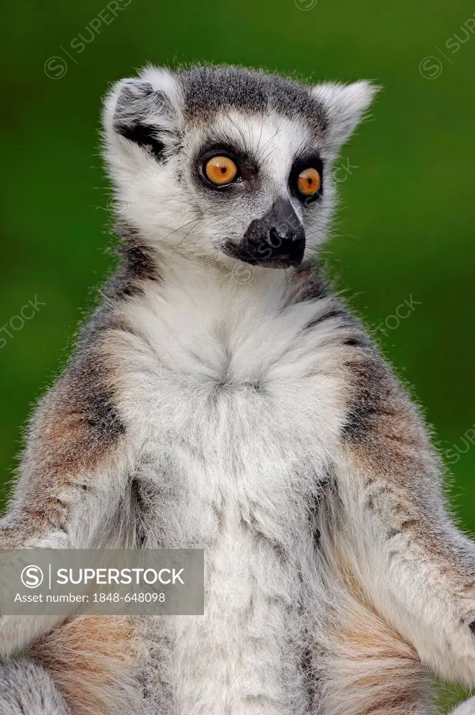 Ring-tailed lemur (Lemur catta), found in Madagascar, Africa, captive, Germany, Europe