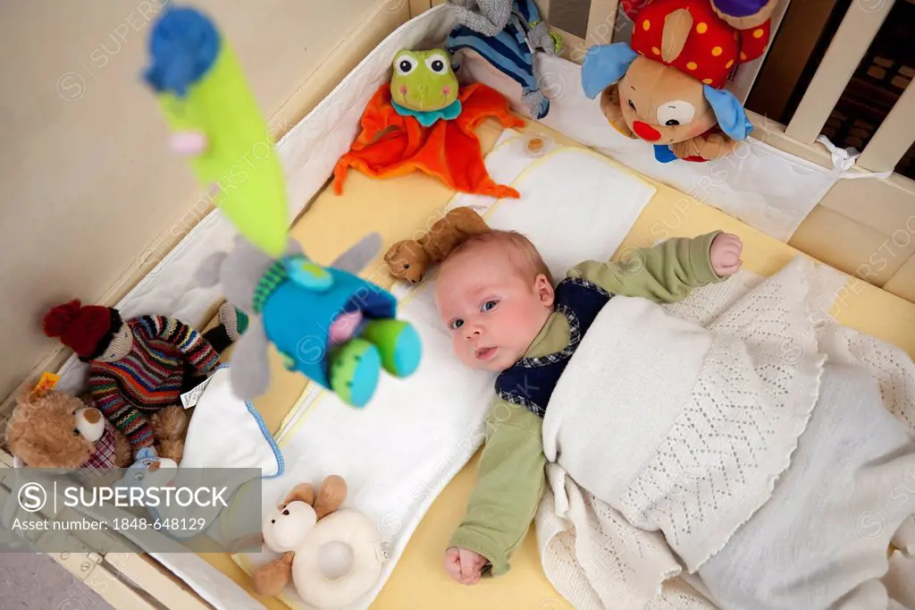 Baby boy, 2 months, lying in his crib, surrounded by numerous stuffed animals, and observing a hanging mobile, Germany, Europe