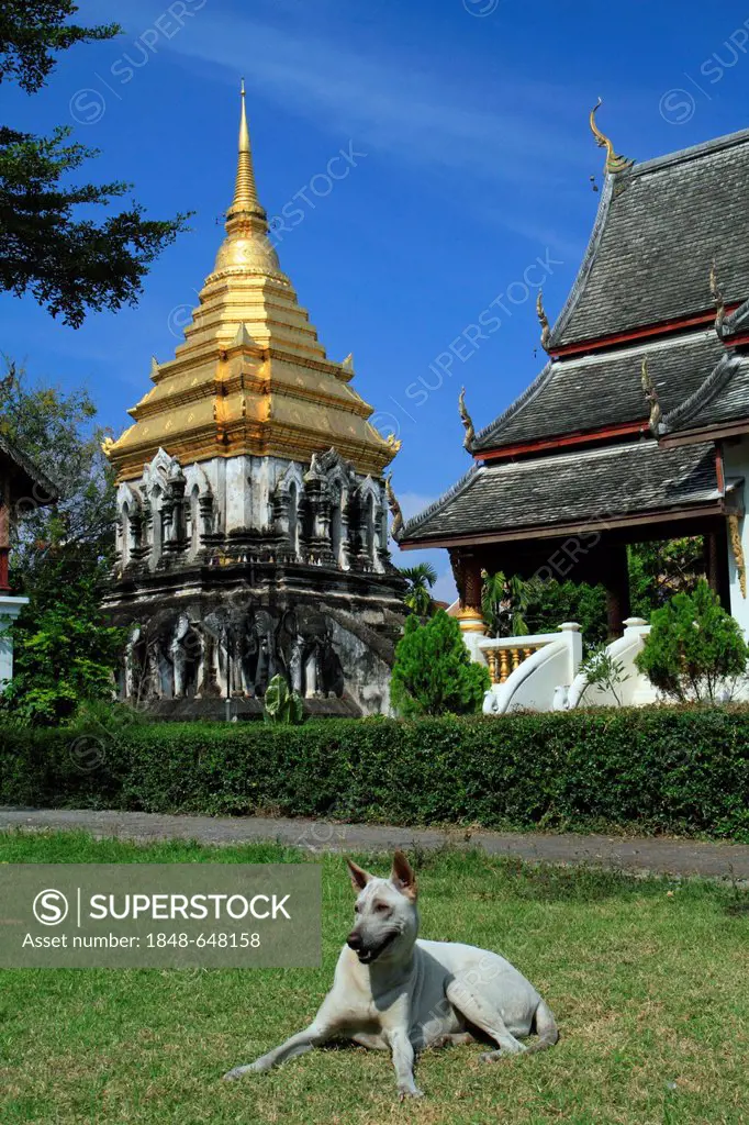 Temple dog in front of the Wat Chiang Man temple, Chiang Mai, Thailand, Asia