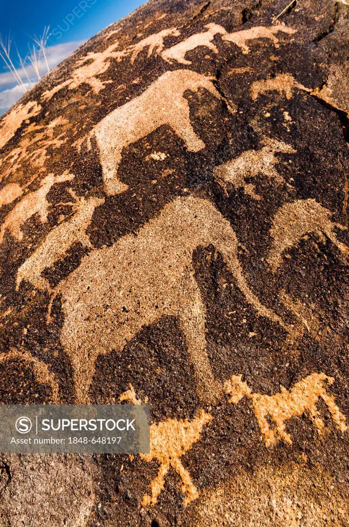 Petroglyphs, rock engravings of the Bushmen or San, elephants, near Kenhardt, Northern Cape, South Africa, Africa