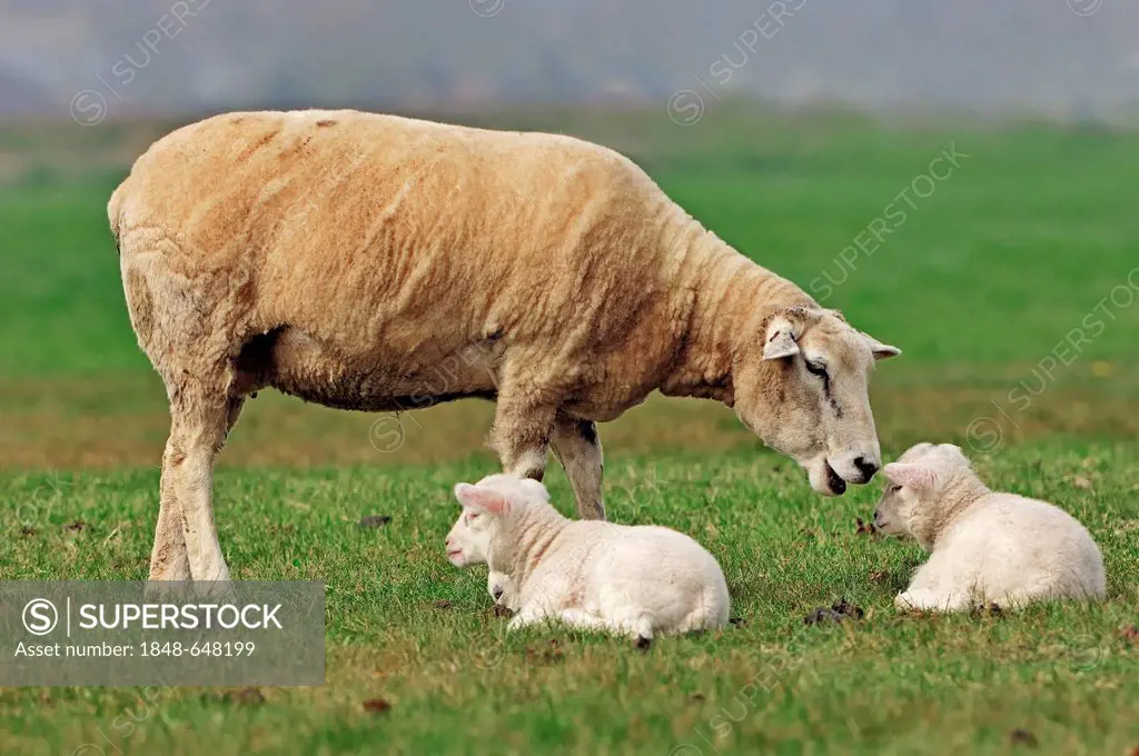 Domestic Sheep (Ovis orientalis aries), ewe and lambs on a pasture, North Holland, Netherlands, Europe