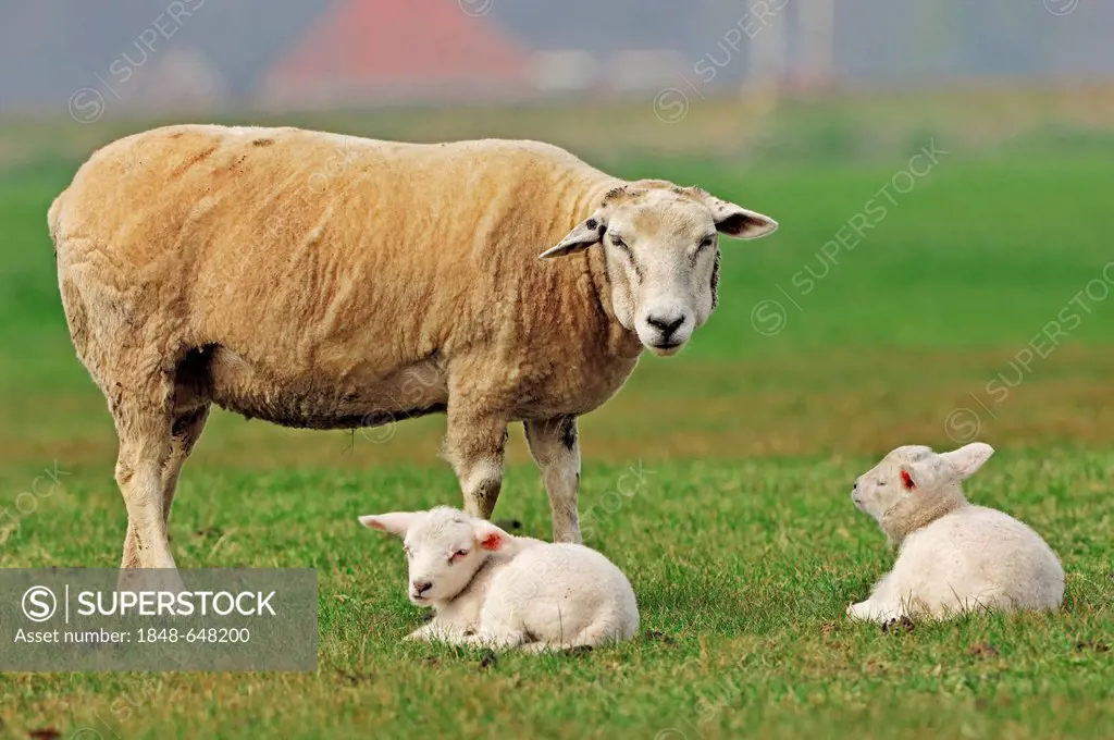 Domestic Sheep (Ovis orientalis aries), ewe and lambs on a pasture, North Holland, Netherlands, Europe