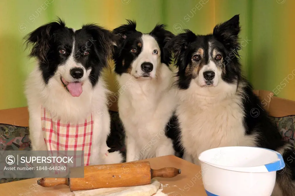 Three Border Collies making biscuits