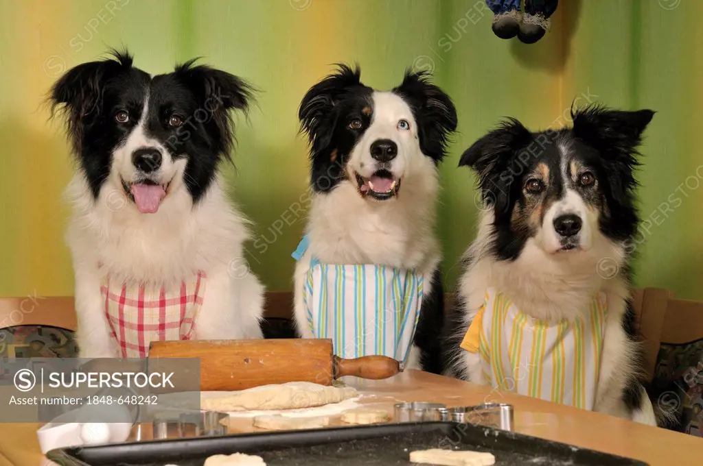 Three Border Collies making biscuits