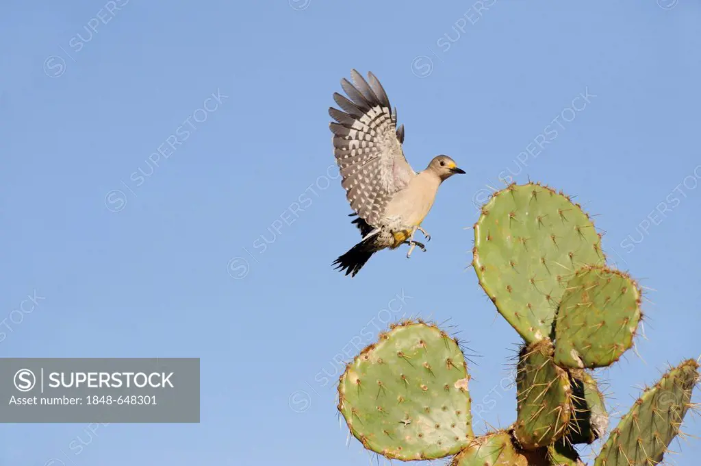 Golden-fronted Woodpecker (Melanerpes aurifrons), female landing on Texas Prickly Pear Cactus (Opuntia lindheimeri), Dinero, Lake Corpus Christi, Sout...