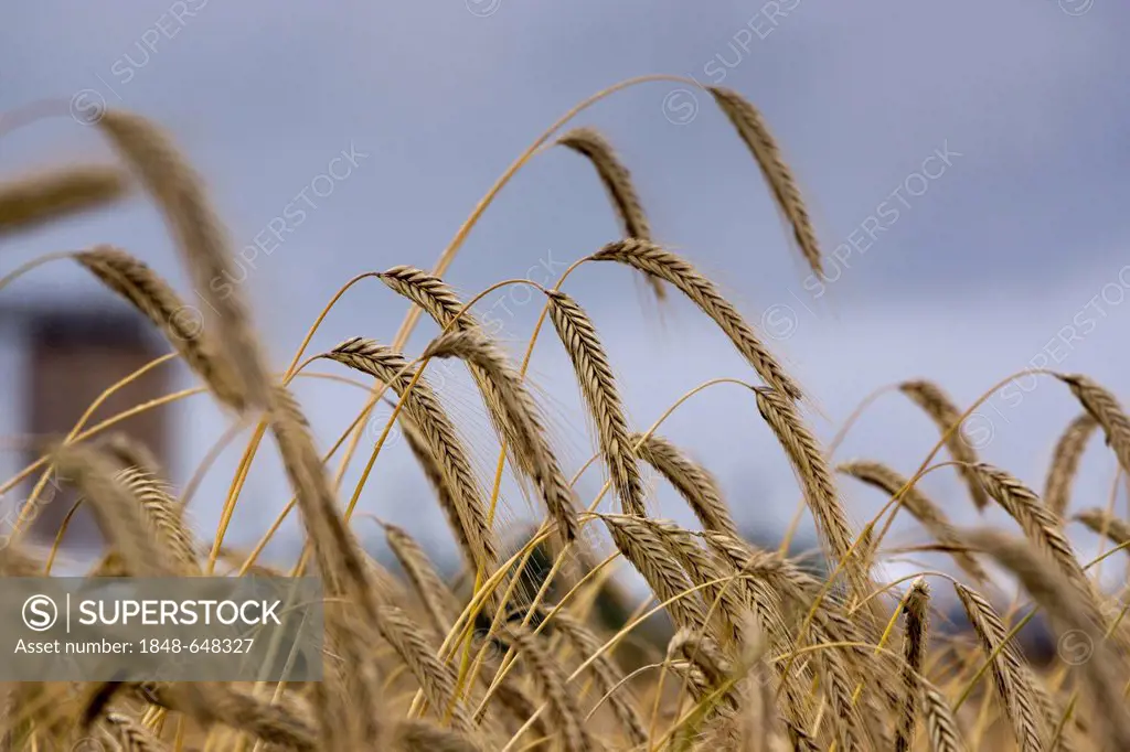 Field of rye (Secale cereale), after rain shower, Germany, Europe, PublicGround