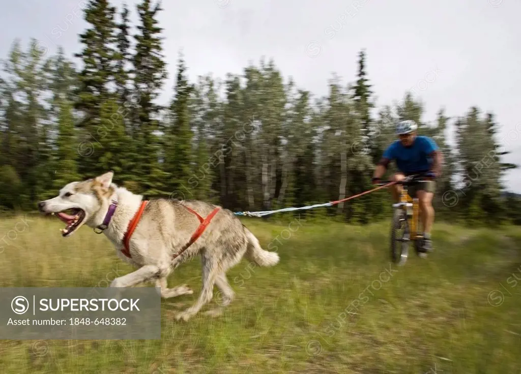 Alaskan Husky, pulling a mountain bike, man bikejoring, bikejoering, dog sport, dry land sled dog race, Yukon Territory, Canada
