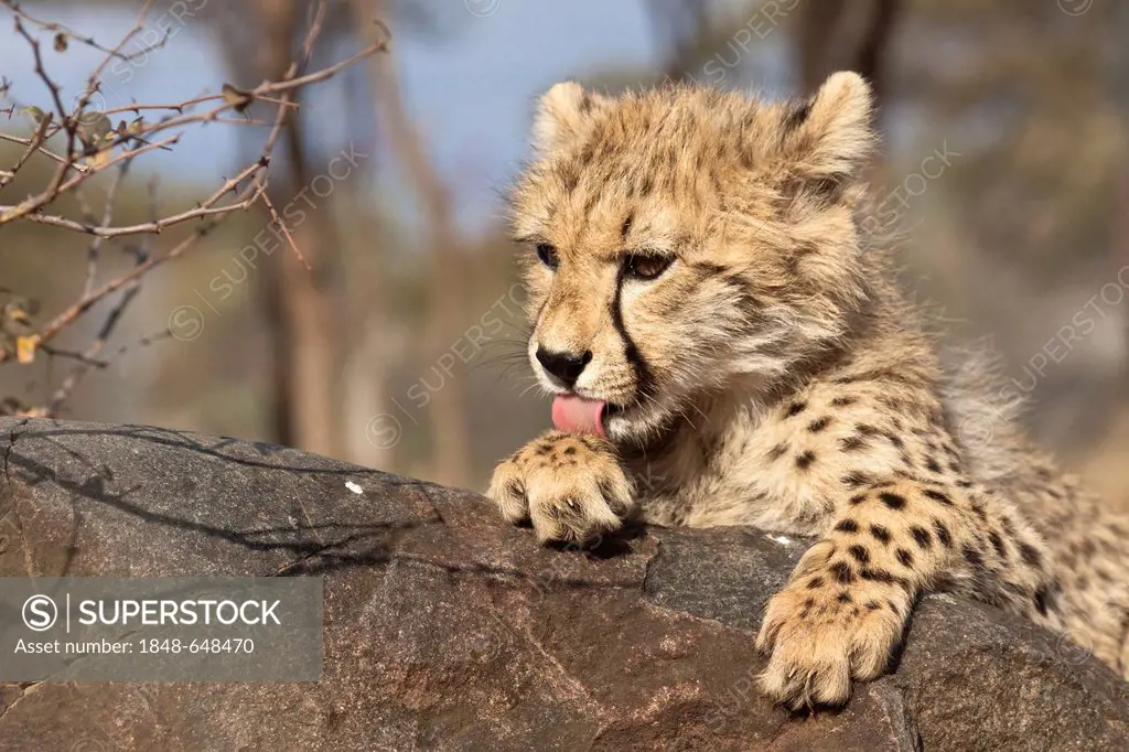Cheetah (Acinonyx jubatus) juvenile licking its paw, Tshukudu Game Lodge, Hoedspruit, Greater Kruger National Park, Limpopo Province, South Africa, Af...