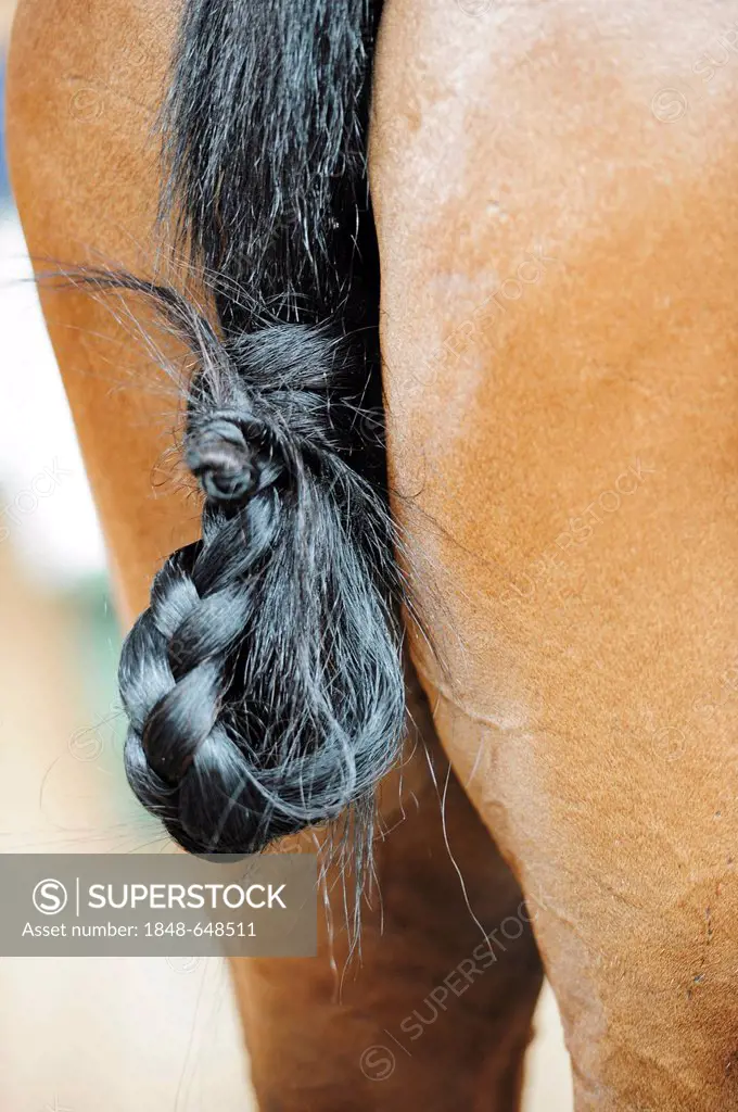 Braided horse's tail, polo