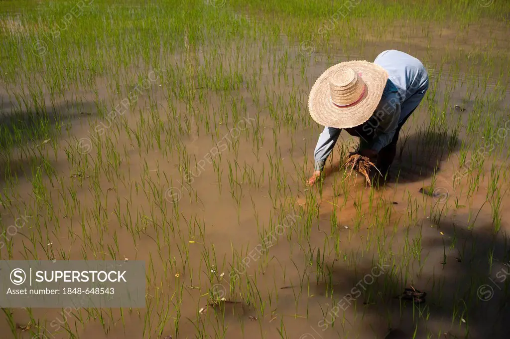Female farmer with a hat, working in a rice paddy, rice plants in the water, rice farming, Northern Thailand, Thailand, Asia