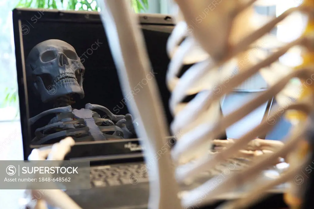 Skeleton using a computer with the skull reflected in the monitor