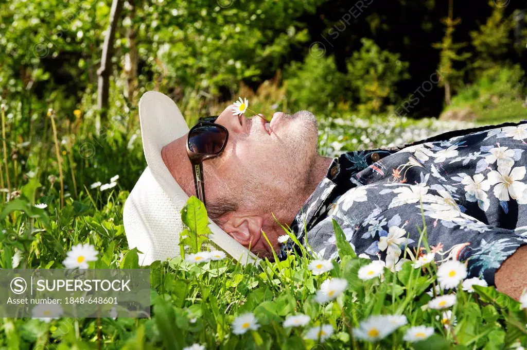 Man wearing a straw hat, sunglasses and a Hawaiian shirt, lying in a flowering meadow, has a daisy in his mouth
