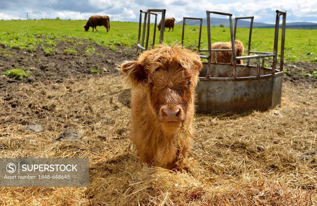 Young Scottish Highland cattle or Kyloe, Scotland, United Kingdom, Europe