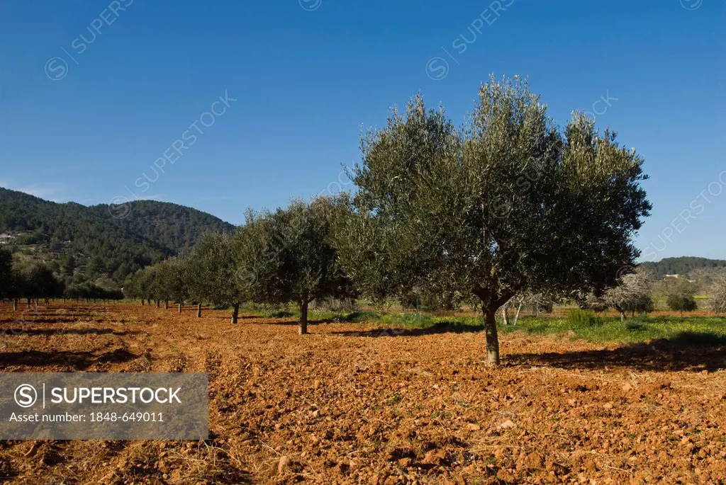 Olive tree plantation in the valley of San Mateo, Ibiza, Spain, Europe