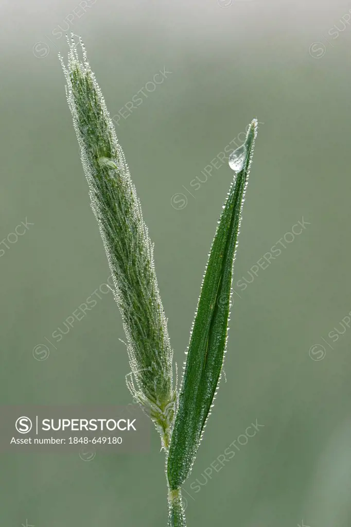 Meadow Foxtail (Alopecurus pratensis), Bad Hersfeld, Hesse, Germany, Europe